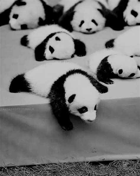 Panda  On Tumblr