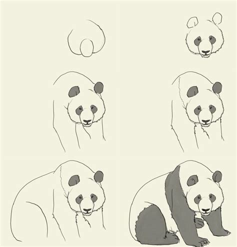 How To Draw A Panda Panda Drawing Panda Sketch Panda Art