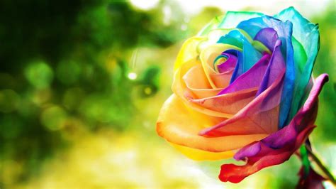 24 Rainbow Rose Wallpapers Wallpaperboat