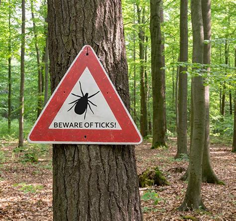 Unsure How To Handle Tick Bites What You Need Know This Tick Season Henry Ford Health