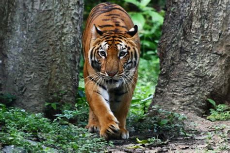 821 Scary Tiger Photos Free And Royalty Free Stock Photos