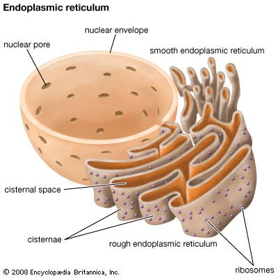 Smooth endoplasmic reticulum serves as a transitional area for transport vesicles. endoplasmic reticulum | Definition, Function, & Location ...