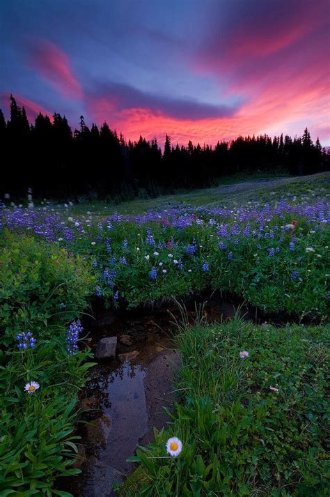 The Sky Is Pink And Purple As It Sets Over A Field Full Of Wildflowers