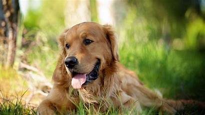Retriever Golden Dog Wallpapers Desktop Puppies Dogs