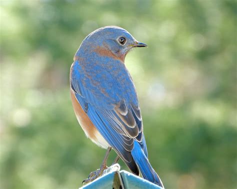 Male Bluebird looking things over - FeederWatch