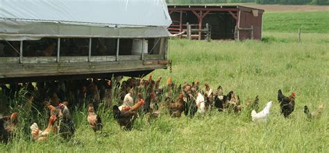 Why Pasture Raised Chicken Pasture Makes Perfect Dutch Meadows Farm