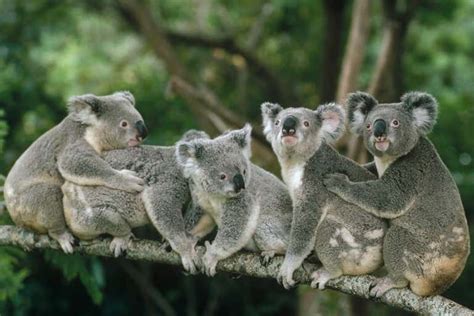 Koalas Love Of Sex With Neighbours Protects Against Inbreeding New