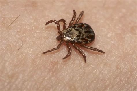 5 Most Common Ticks In Illinois Pointe Pest Control Chicago Pest