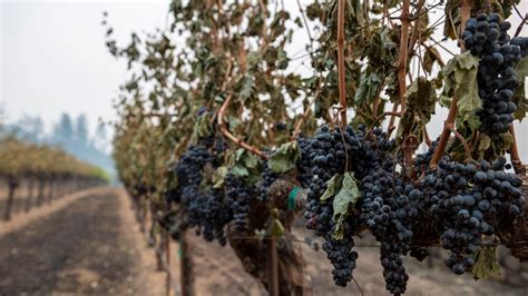 Photos Napa Valley Wineries Destroyed By The Glass Fire Amid Evacuation Orders