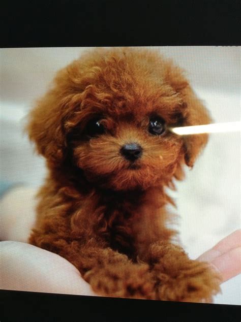 Beautiful red teacup poodle pup ozzy all love. Pin by Peggie Ervin on Wish list | Teacup poodle puppies ...