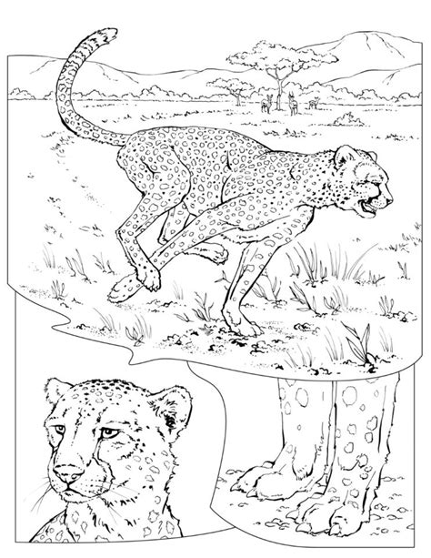 20 Free Printable Cheetah Coloring Pages