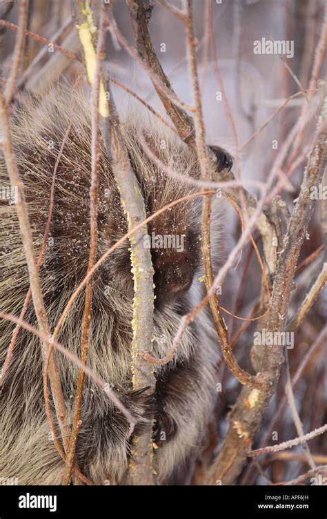 Porcupine In Winter Stock Photo Alamy