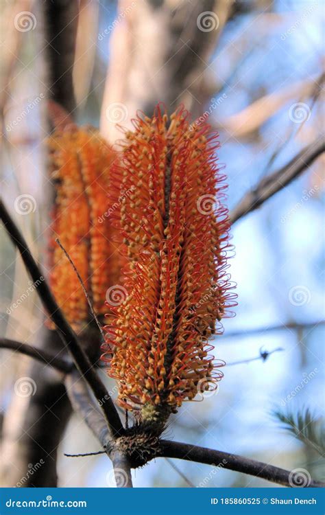 Coastal Banksia Ericifolia Flower In Bloom Stock Image Image Of