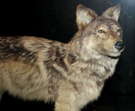 7 Extinct Wolf Species We Love Wolves Blog
