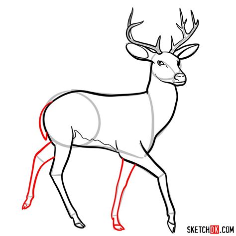 How To Draw A Deer Sketchok Easy Drawing Guides