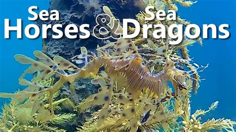 Seahorses And Seadragons Youtube
