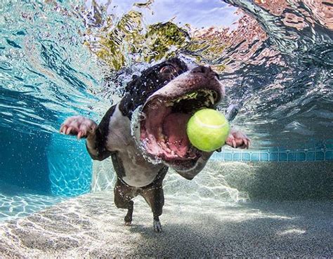 Most Amazing Underwater Dog Photography