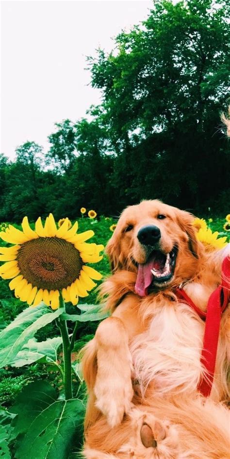 Sunshine Sunflower Dogs Dog Cute Smile Love Cute Baby Animals Cute