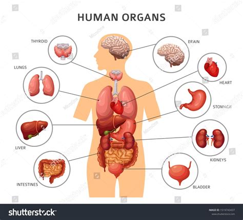 Organs exist in most multicellular organisms, including not only humans and other animals but also plants. Human body internal organs. Stomach and lungs, kidneys and ...