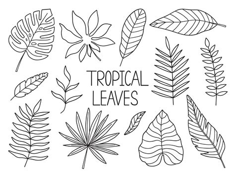 Hand Drawn Tropical Leaves Doodle Monstera And Palm Leaves In Sketch
