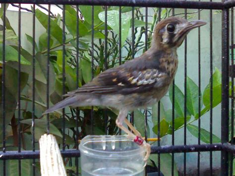 It is found in the indian subcontinent and southeast asia. hobby kicau: jual berbagai macam burung ocehan