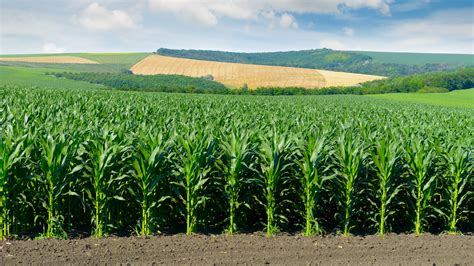 Corns synonyms, corns pronunciation, corns translation, english dictionary definition of corns. U Licenses Tech to Help Corn Growers Hone Fertilizer Use