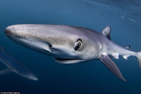 Elusive Blue Sharks Spotted In Uk Waters Lucky Brits Capture Stunning