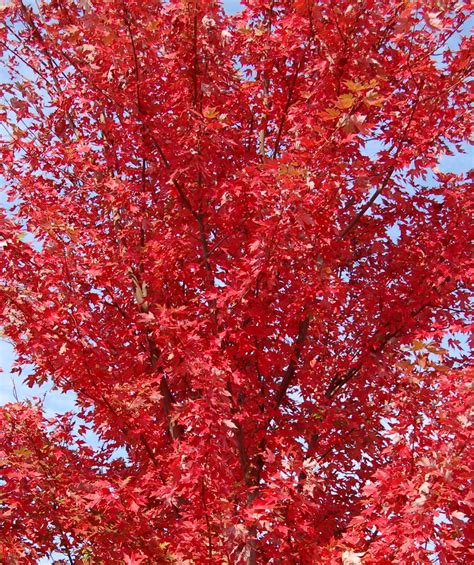 Acer Rubrum Autumn Radiance Maple Urban Garden Center