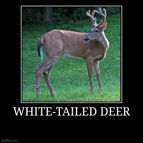 White Tailed Deer Imgflip