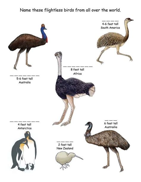 A) birds that can fly (parrot, lovebirds, toucan, eagle, etc.) b) birds that cannot fly (ostrich, turkey, chicken, penguin, etc.) if i remember it correctly, one science book for primary pupils classified them as (a) birds and (b) aves. Name the flightless birds from around the world from ...