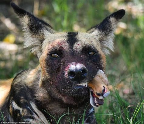 Blood Spattered African Wild Dog Chomps Down On The Remains Of A Young