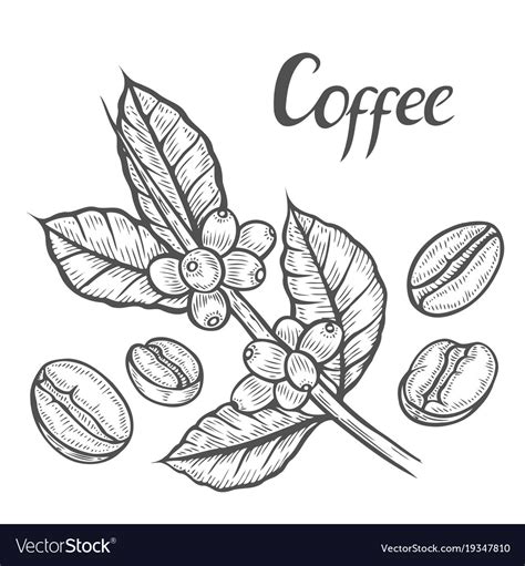 Coffee Plant Branch Royalty Free Vector Image Vectorstock