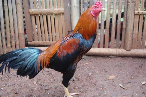 Cara Merawat Ayam Bangkok Agar Cepat Besar Jual Ayam Hias