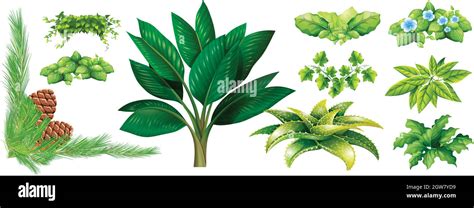 Diferentes Tipos De Plantas Imagen Vector De Stock Alamy