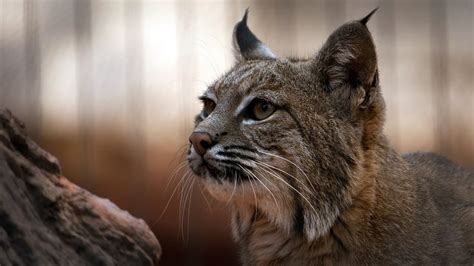 Borth Zoo Outraged Over Lynx Killing Breaking News Youtube