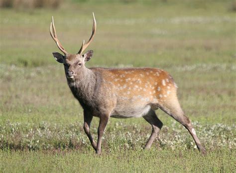 Sika Deer Facts History Useful Information And Amazing