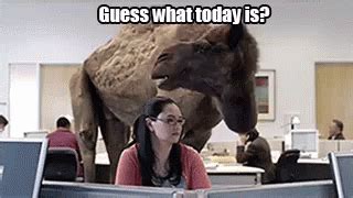 Lovethispic's pictures can be used on facebook, tumblr, pinterest, twitter and other doing this will save the hump day camel picture to your account for easy access to it in the future. Guess What Today Is? It's Hump Day! GIF - Today Funny ...