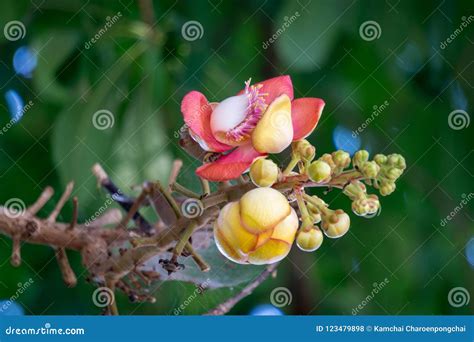 Flowers Of Shorea Robusta Also Known As Sal Sakhua Or Shala Tree Stock