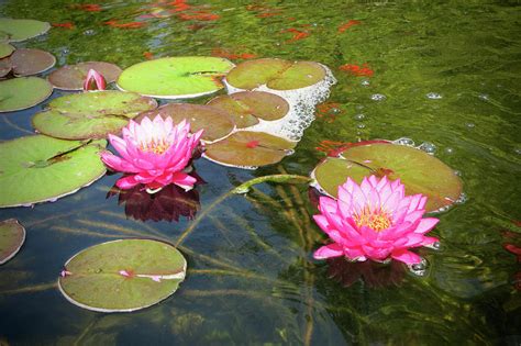 Water Lilies In A Coy Pond Photograph By Phyllis Taylor