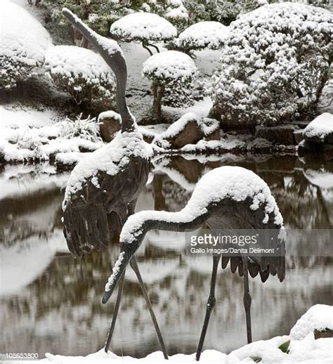 Japanese Garden Snow Photos And Premium High Res Pictures Getty Images