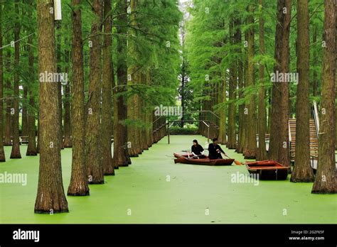 Yangzhou China June 11 2021 Tourists Visit The Water Forest Of