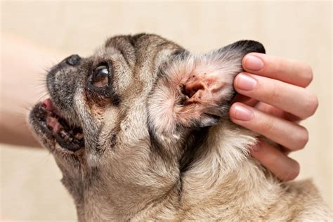 Signs Of Ear Mites In Dogs Archives Veterinary Blog For Los Angeles