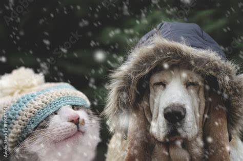 Cat And Dog In Snow Stock Photo And Royalty Free Images On Fotolia