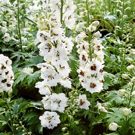 Perennial Larkspur Delphinium Magic Fountains White Dark Bee Flowers