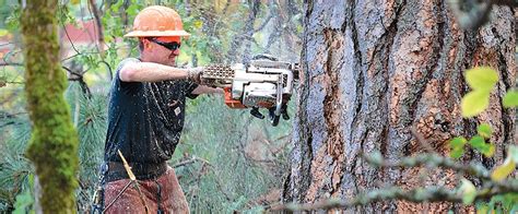 Hand made beetle kill pine pen. Urban logging: Crews keep busy as beetle-kill trees become ...