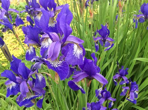 Forty Facts About Irises Beautiful Flowers And Useful Plants Owlcation
