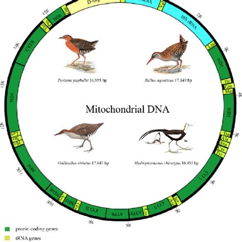 mitochondrial genomes of four species download scientific diagram