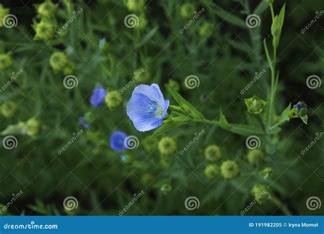 Linen Flax Blue Flower Flax Plant Flax Field Stock Image Image Of