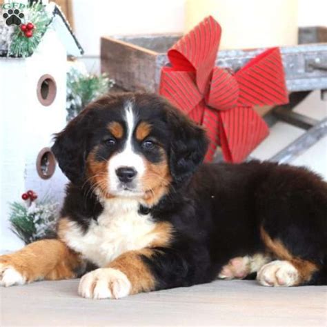 Abagail Greenfield Puppies Miniature Bernese Mountain Dog