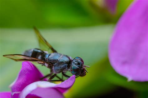 Entdecke Das Atemsystem Der Insekten